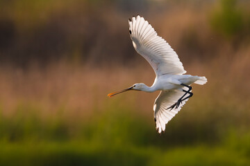 Lepelaar; Eurasian Spoonbill; Platalea leucorodia