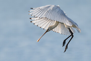 Lepelaar; Eurasian Spoonbill; Platalea leucorodia