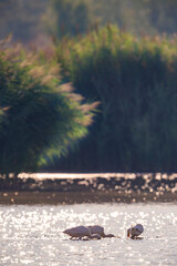 Lepelaar; Eurasian Spoonbill; Platalea leucorodia