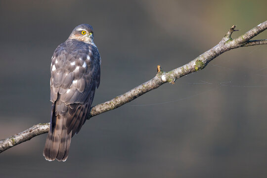Sperwer; Eurasian Sparrowhawk; Accipiter nisus
