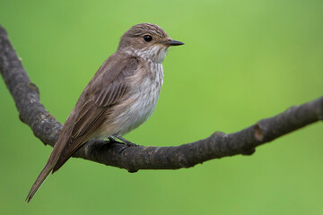 Grauwe Vliegenvanger, Spotted Flycatcher; Muscicapa striata