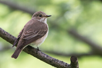 Grauwe Vliegenvanger; Spotted Flycatcher; Muscicapa striata