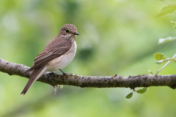 Grauwe Vliegenvanger; Spotted Flycatcher; Muscicapa striata