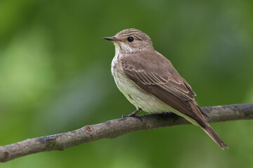 Grauwe Vliegenvanger; Spotted Flycatcher; Muscicapa striata