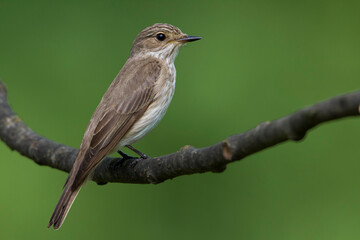Grauwe Vliegenvanger, Spotted Flycatcher; Muscicapa striata