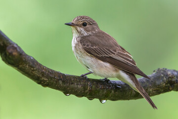 Grauwe Vliegenvanger; Spotted Flycatcher; Muscicapa striata