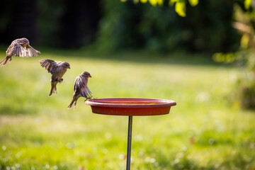 Ein Spatz (Sperling) im Anflug auf eine Vogeltränke bestehend aus einem Blumentopf-Untersetzer im...
