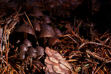 grzyby ściólka igliwie kapelusze nogi