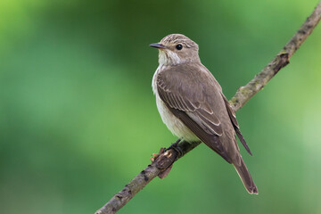 Grauwe Vliegenvanger; Spotted Flycatcher; Muscicapa striata