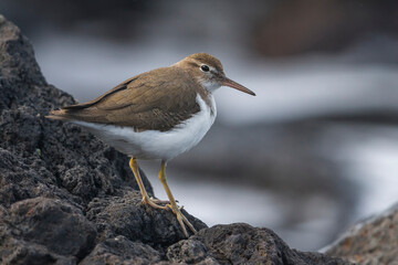 Amerikaanse Oeverloper, Spotted Sandpiper, Actitis macularius