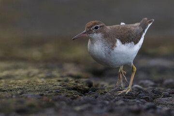 Amerikaanse Oeverloper, Spotted Sandpiper, Actitis macularius