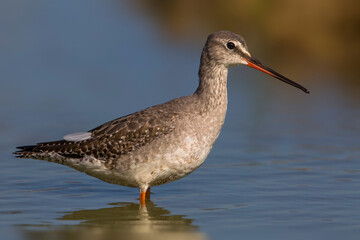 Zwarte Ruiter; Spotted Redshank; Tringa erythropus