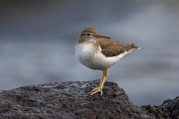 Amerikaanse Oeverloper, Spotted Sandpiper, Actitis macularius