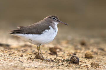 Amerikaanse Oeverloper, Spotted Sandpiper, Actitis macularius