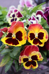 Three beautiful bright little viola flowers blooming on a flower bed in the garden, floral landscape