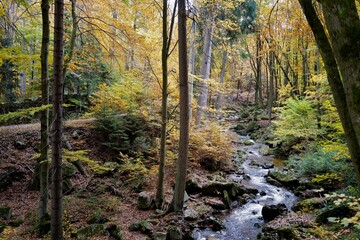 Herbstwald, Ilsetal, Harz