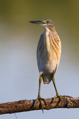 Ralreiger; Squacco Heron; Ardeola ralloides