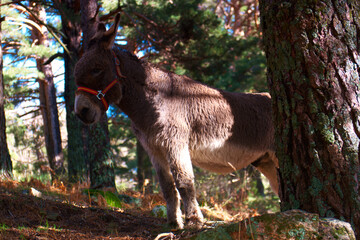 osioł zwierze las drzewa natura  © Piotr