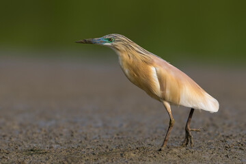 Ralreiger, Squacco Heron, Ardeola ralloides