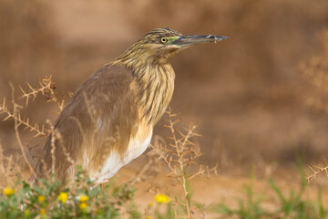 Ralreiger; Squacco Heron; Ardeola ralloides