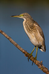 Ralreiger; Squacco Heron; Ardeola ralloides
