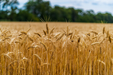 Field of wheat under cloudy sky. Dry wheat ready to be harvested. Blurred background.