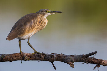 Ralreiger; Squacco Heron; Ardeola ralloides