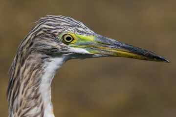 Ralreiger; Squacco Heron; Ardeola ralloides