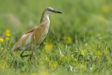 Ralreiger, Squacco Heron, Ardeola ralloides