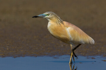 Ralreiger; Squacco Heron; Ardeola ralloides