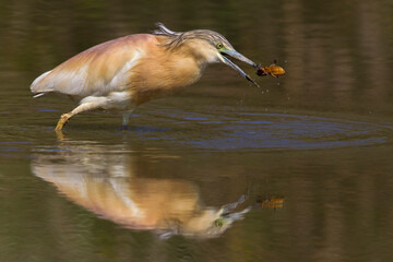 Ralreiger; Squacco Heron; Ardeola ralloides