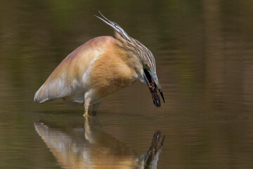 Ralreiger; Squacco Heron; Ardeola ralloides