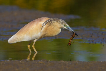 Ralreiger; Squacco Heron; Ardeola ralloides