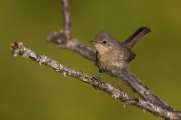 Westelijke Baardgrasmus, Western Subalpine Warbler, Sylvia inornata
