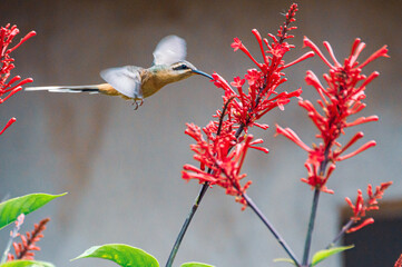 bird on a flower, nature, spring, branch, flower, flowers, red, blossom, plant, white, leaf, green,...