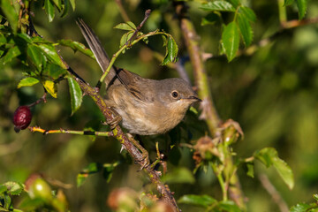 Westelijke Baardgrasmus, Western Subalpine Warbler, Sylvia inornata