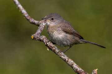 Westelijke Baardgrasmus, Western Subalpine Warbler, Sylvia inornata