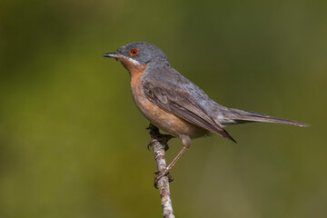 Westelijke Baardgrasmus, Western Subalpine Warbler, Sylvia inornata