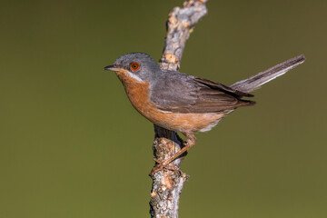 Westelijke Baardgrasmus, Western Subalpine Warbler, Sylvia inornata