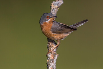 Westelijke Baardgrasmus, Western Subalpine Warbler, Sylvia inornata