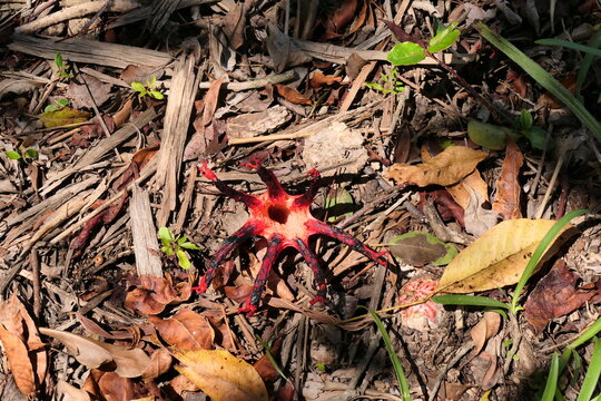 Tintenfischpilz oder devil's fingers, Clathrus archeri. Der starke Duft des Pilzes und wahrscheinlich auch die Farbe locken Fliegen und Dungk&auml;fer an. Mimikry. In George, S&uuml;dafrika.