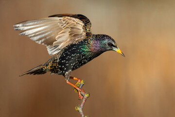 Spreeuw; Common Starling; Sturnus vulgaris