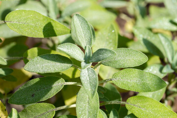 Closeup of a garden sage leaves (Salvia officinalis)