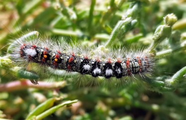 caterpillar on a leaf