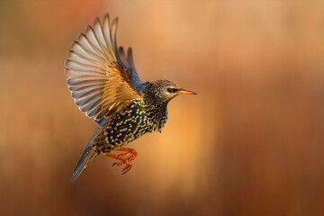 Spreeuw; Common Starling; Sturnus vulgaris