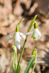 Closeup of snowdrop (Galanthus) flower with damaged petals