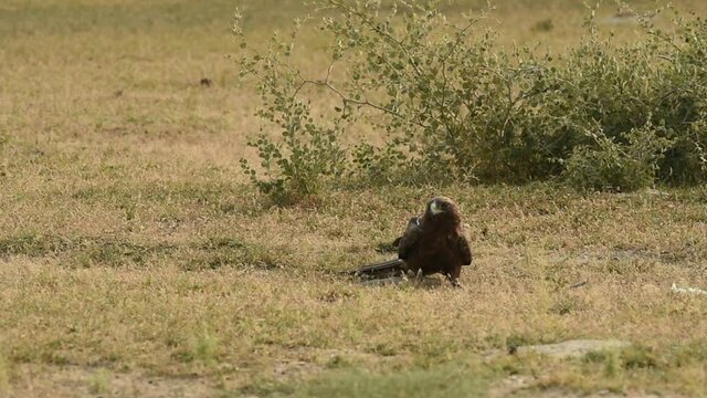 Full shot of Booted eagle or Hieraaetus pennatus left Spiny-tailed lizard kill on ground from claw and fly with full wingspan at tal chappar blackbuck sanctuary churu rajasthan India