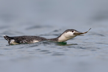 Roodkeelduiker; Red-throated Diver; Gavia stellata