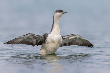 Roodkeelduiker; Red-throated Diver; Gavia stellata