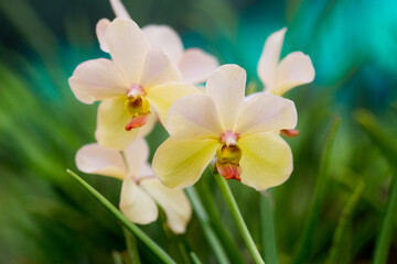 Orchids bloom close-up in nature. Orchid flower pink and yellow bloom. The Phalaenopsis Orchid. Floral concept.
